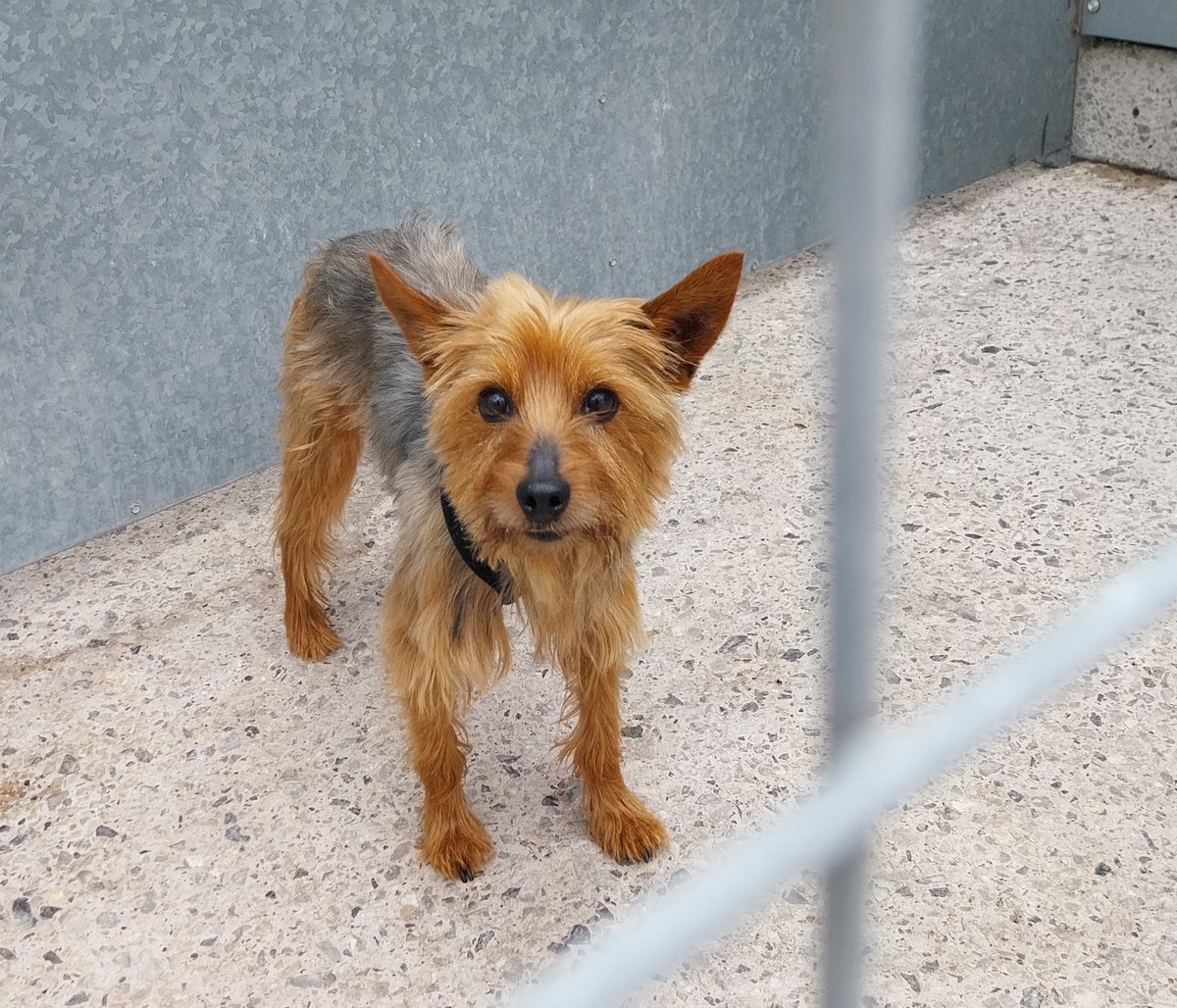 Please retweet to help the owner of this stray dog found #MANCHESTER #UK  This dog is now at Manchester Dogs Home, found on Hyde Road  #M28 #Walkden
Chipped but not up to date
Do you know this dog ?  If so, please call our contact centre on 0161793 2500
Please like &amp; share the