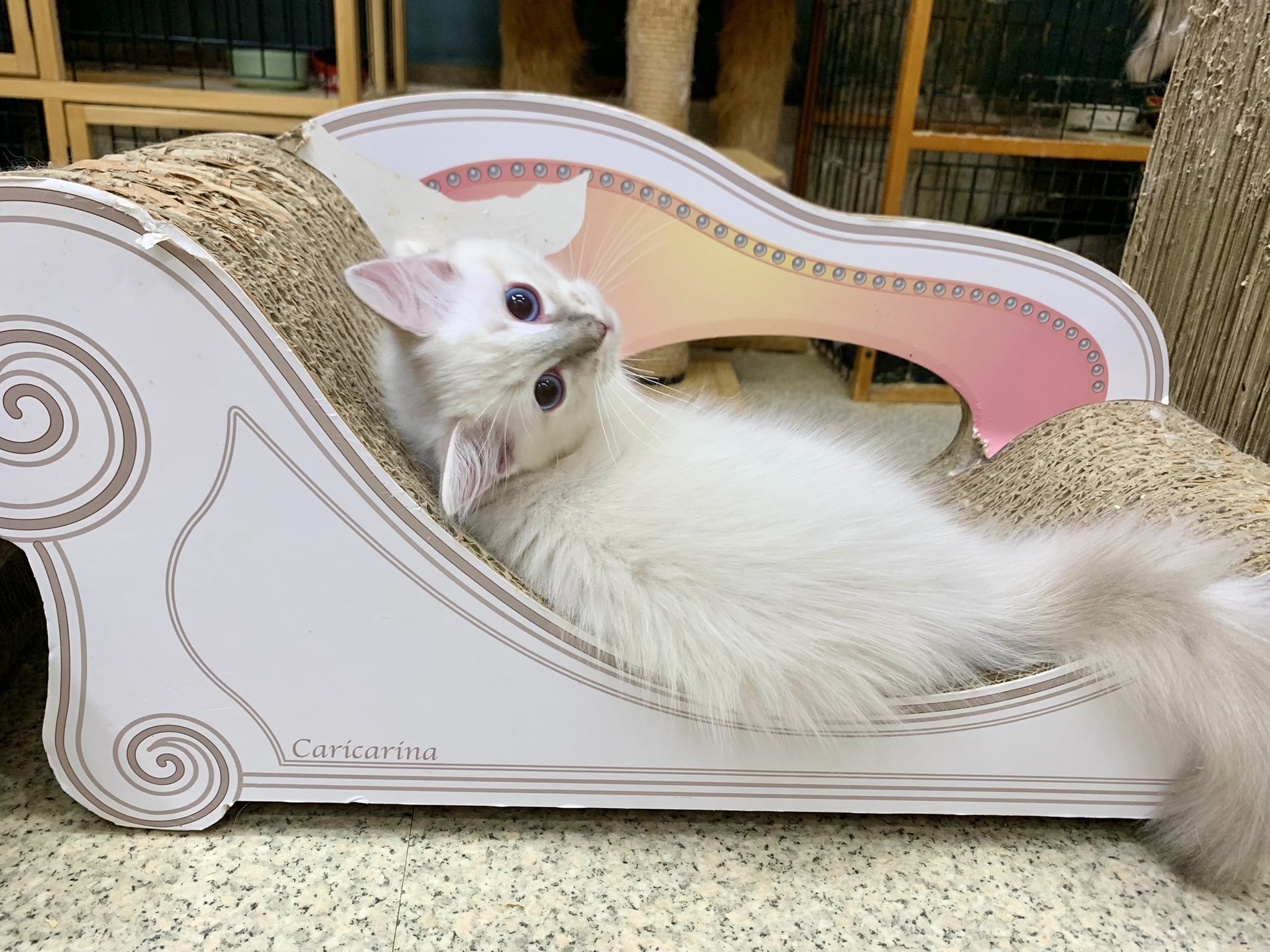 リダ工房・天使と子猫 リダ工房・天使と子猫