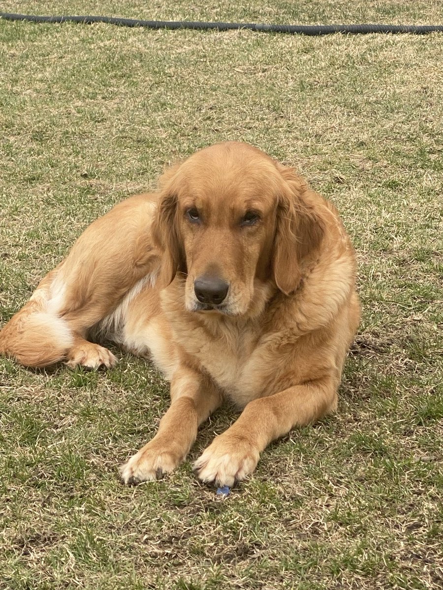 We said goodbye to one of our beloved retrievers yesterday.  Her name was Alice and she had liver cancer.  We will miss her.