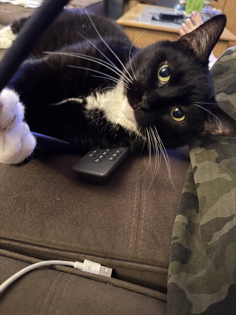 CatCrazed tweet media