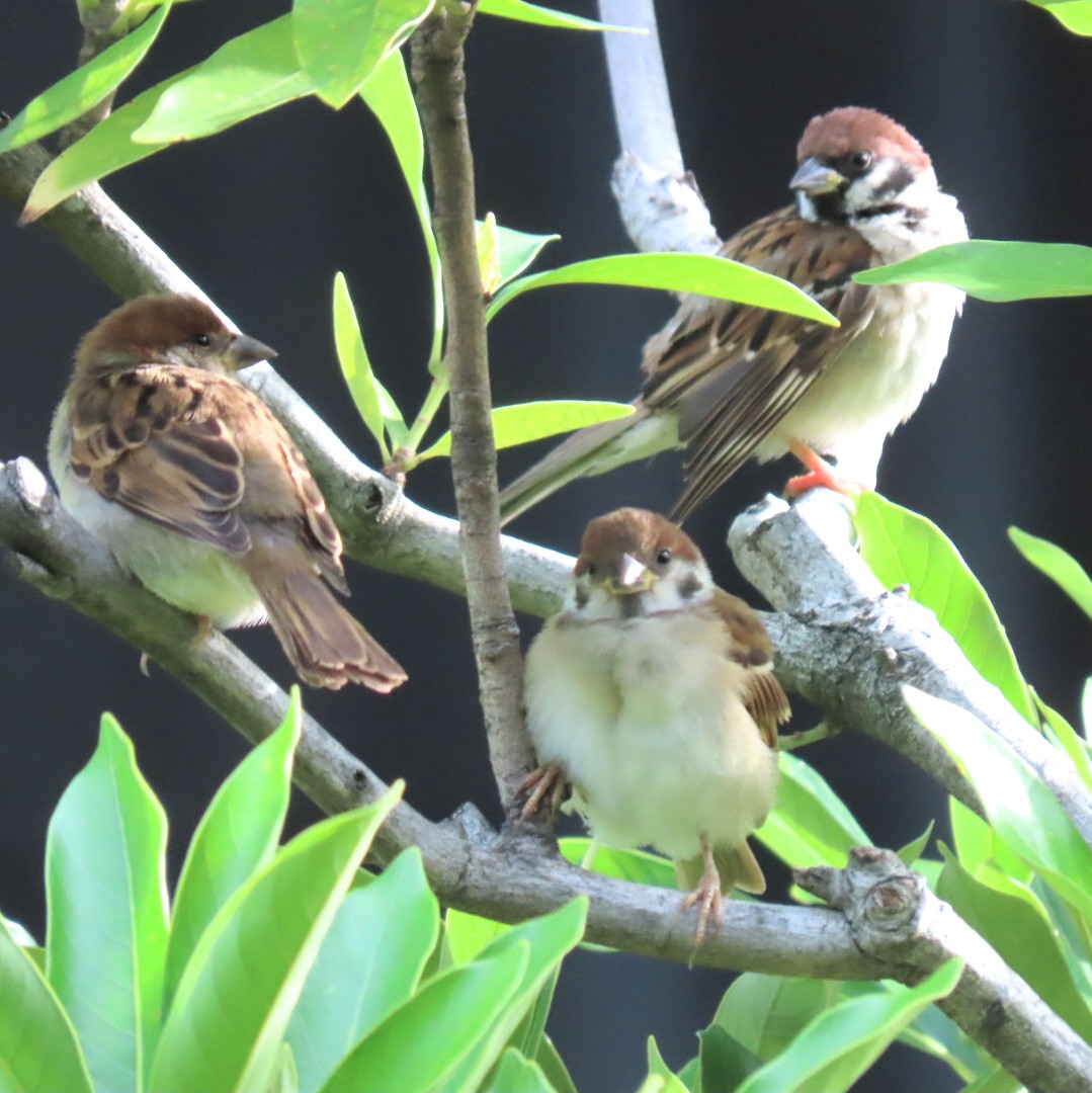 今朝はここから離れられなくなり、時間がぎりぎりになってしまいました(笑)
ありがとう望遠、幸せな時間でした
今日もいい一日をお過ごしください
#ちゅん活 #すずめ #bird