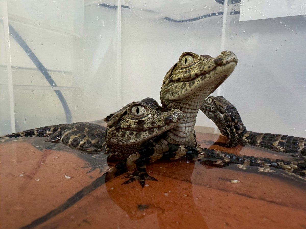 8月に産まれたクチヒロカイマンの赤ちゃんたち元気に成長していますわ