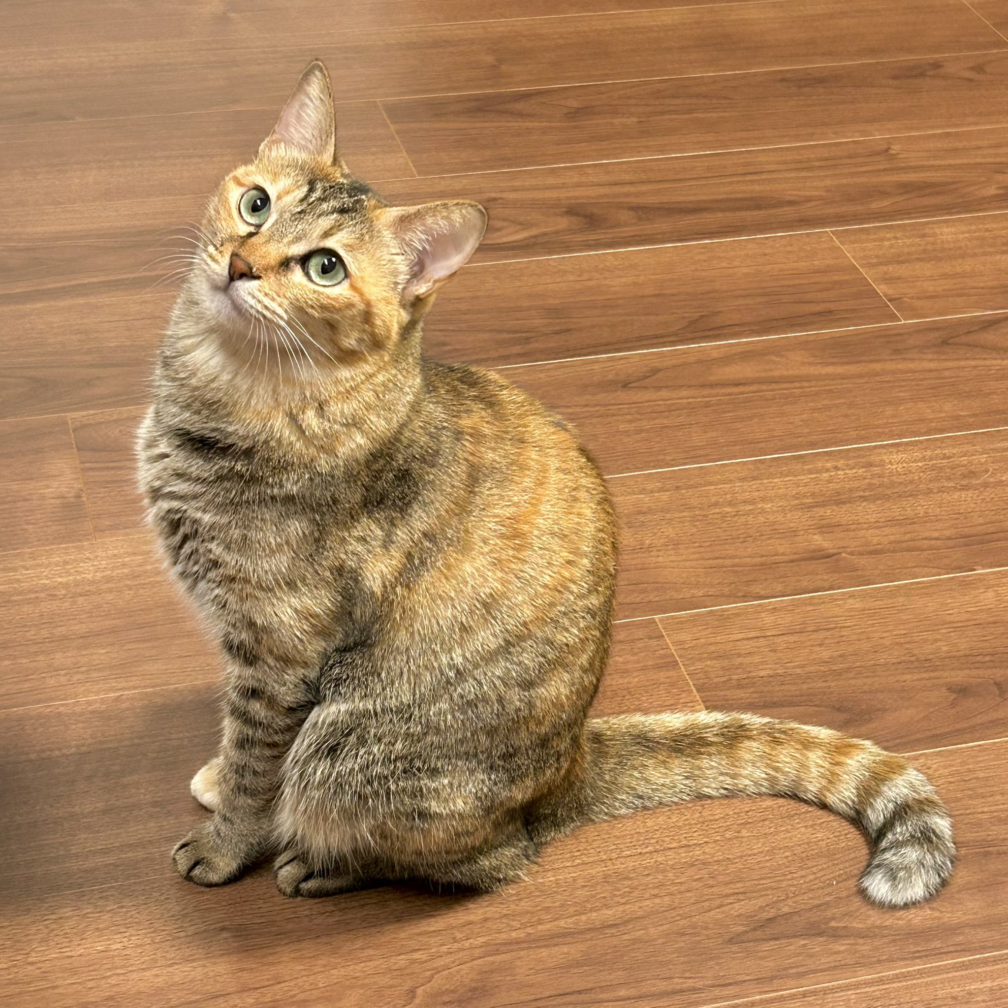 ねこらー on X: 