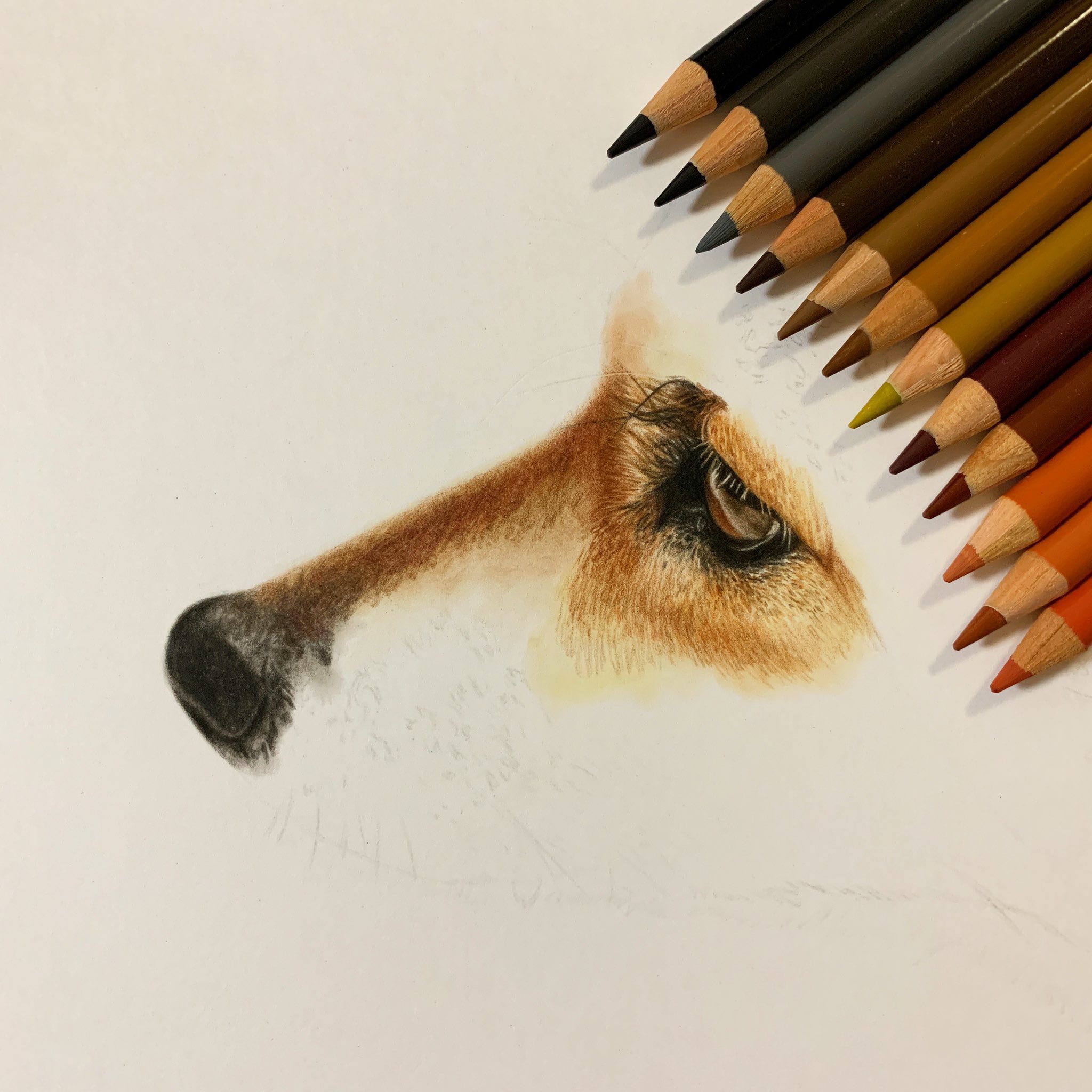 色鉛筆画 色鉛筆画 - Search / X