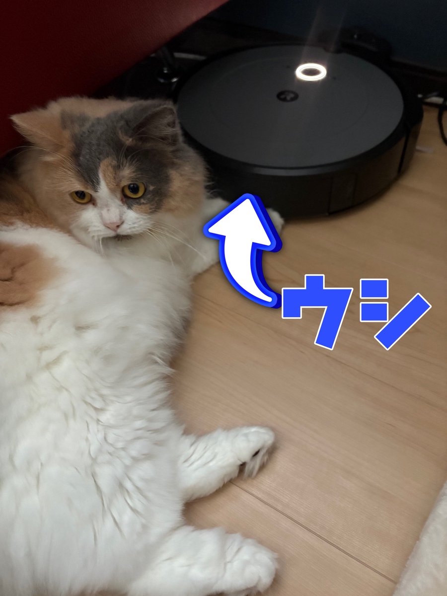 CC_aomusi's tweet photo. ウシが好きすぎるネコ。
どこにでもついて回って
近くにいる。 https://t.co/Py2x2GPOu2