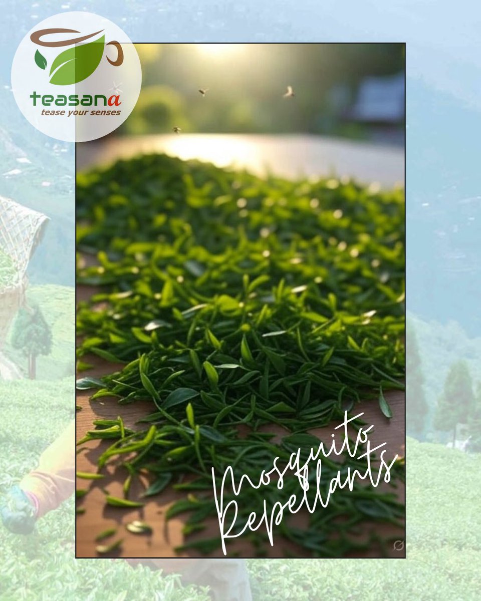 bitsnphrases's tweet image. Tea leaves, particularly green tea leaves, have been found to be a natural way to repel mosquitoes. The key to their effectiveness lies in certain compounds they contain, as well as the method of use.

#didyouknow #tea #teafacts #worldfacts #teasana #teasanachai #BugRepellent