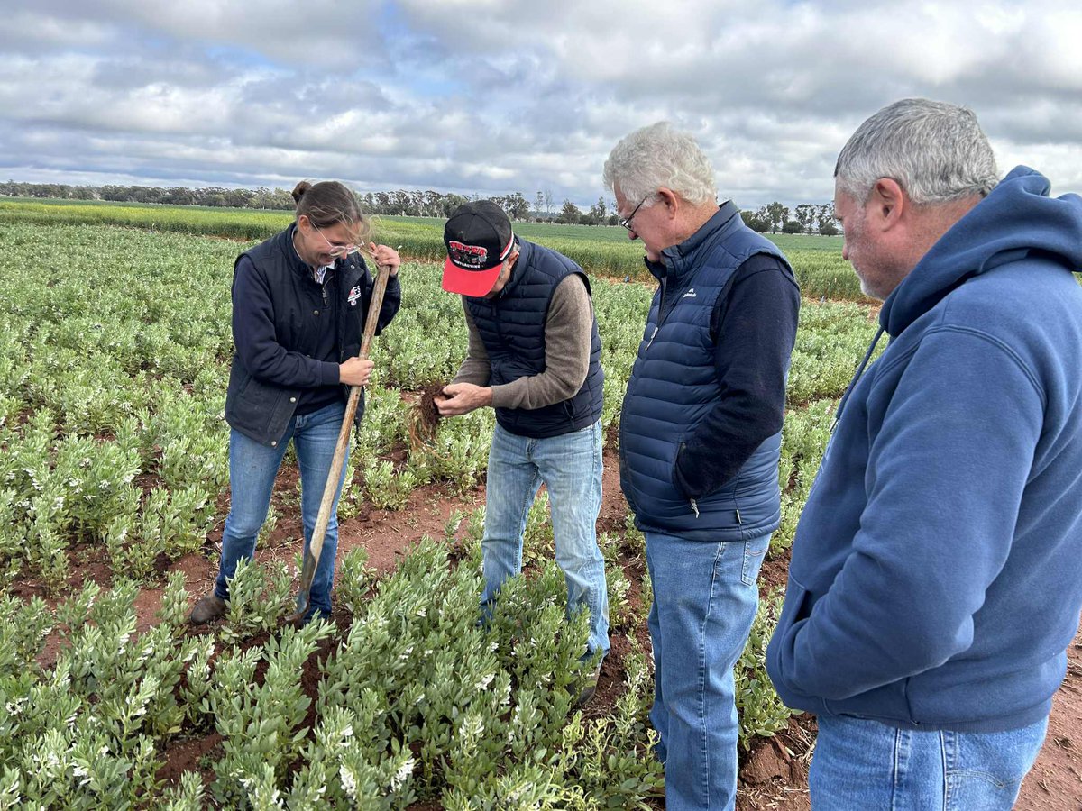 Attendees at today's CWFS Spring Field Day learning about plant diversity for drought resilience and soil health at our Terry Rose trial at Condobolin. 

#FutureDroughtFund #SoilCRC #SouthernCrossUni #MurdochUni 

This event is delivered with funding support from the Commonwealth