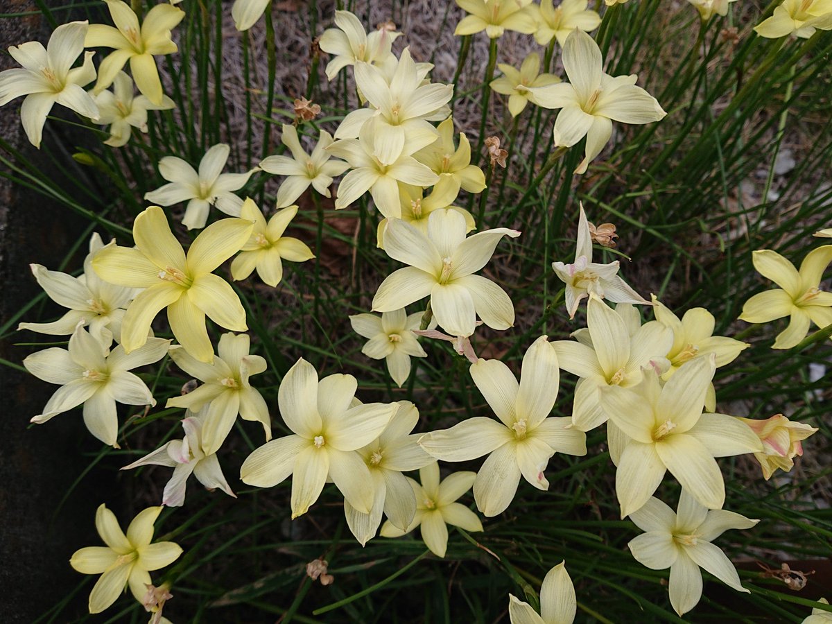 歩道の植え込みとか付近の駐車場とかに見事に群生してる花韮のような黄色い花。ここいら辺(市役所近く)は社会実験とやらのサイコパスな言い訳をしてナガミヒナゲシを引っこ抜くような怖い人はいないので安心して咲いとくれ🌼