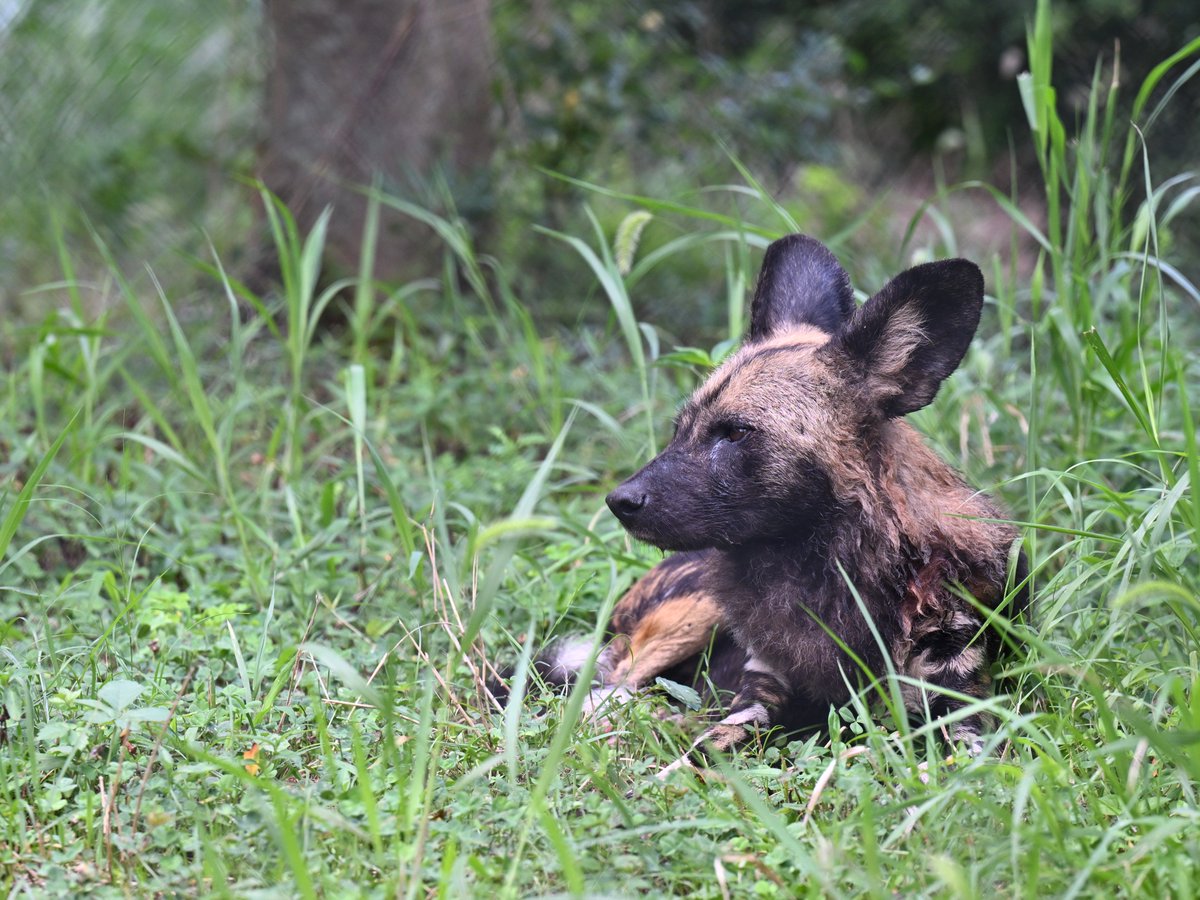 なんですか この真夏のような暑さは！
Re-加温？
#リカオン #ズーラシア #AfricanWildDog #ZOORASIA