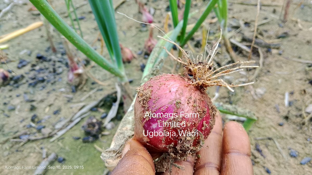 Farmer Aritetsoma Joy Opuro tweet media
