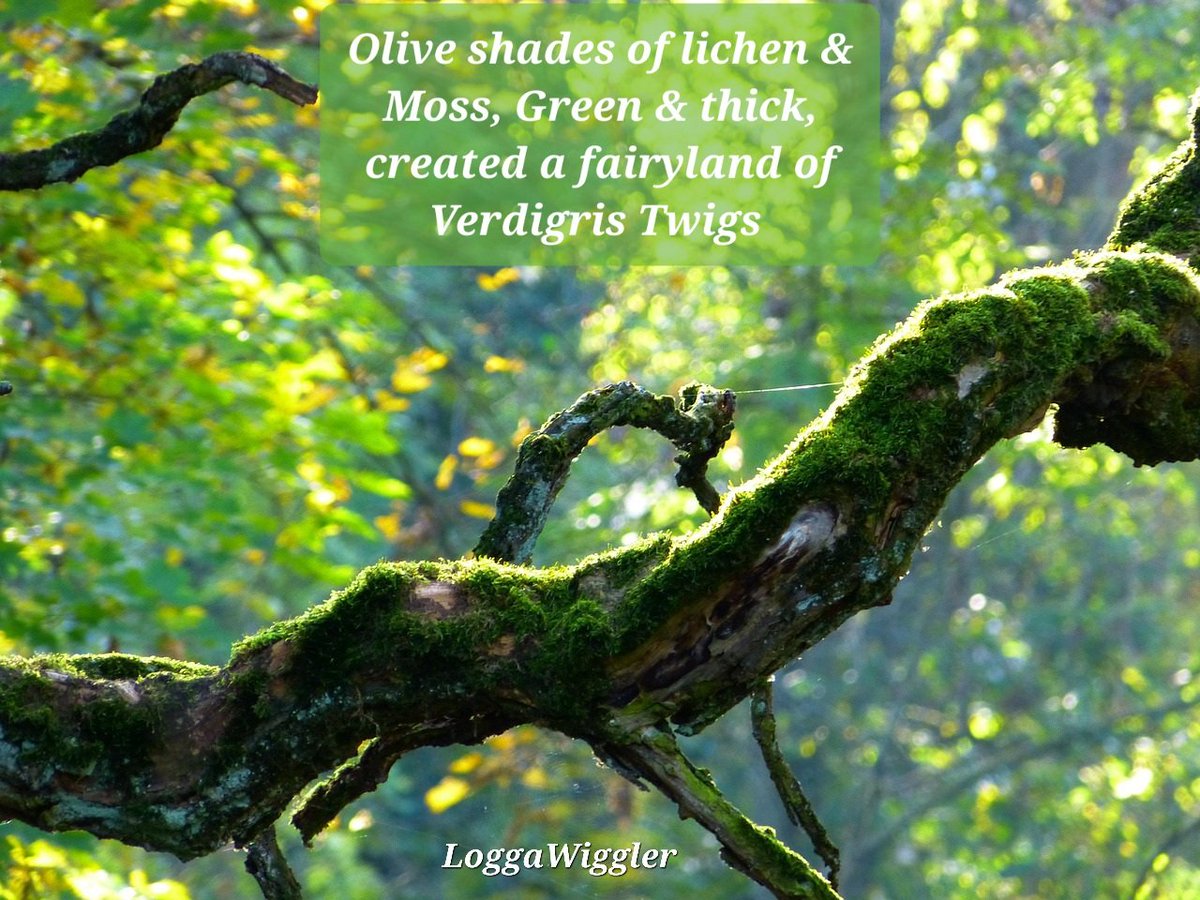 Morgan_R_R_Haze's tweet image. #VssDaily #BraveWrite #Firewords #VssColor
Olive shades of lichen &amp;amp; Moss, Green &amp;amp; thick, created a fairyland of Verdigris Twigs 
LoggaWiggler pixabay.com