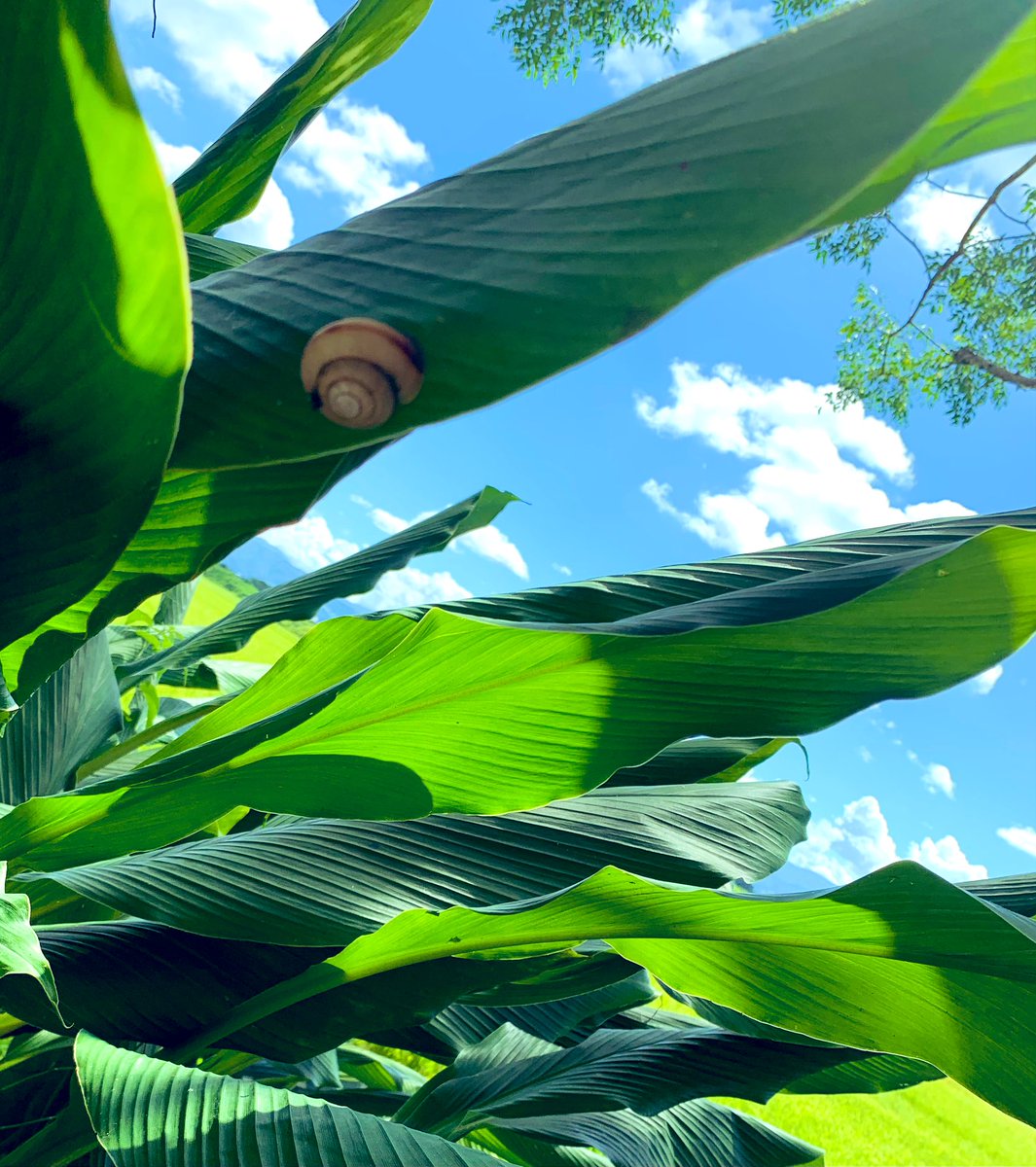 久しぶりに見かけたでんでん虫🐌
思わず撮ったらすごく夏模様に。
もう9月ぞ? (･д･｡)ｴ