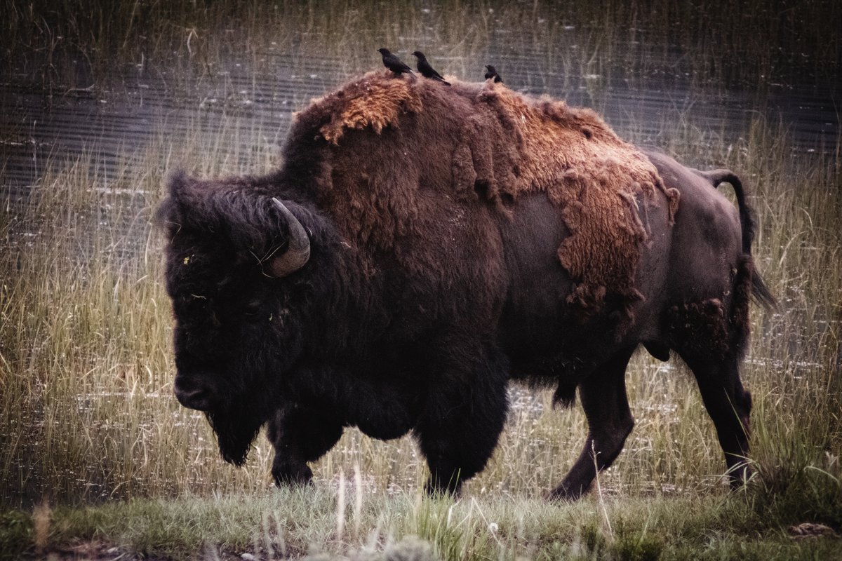 JakeLeask's tweet image. A picture I took of a #Bison at @YellowstoneNPS and I even managed to stay out of the #hotsprings and keep my distance. Edited by my wife @StudioLavaCustoms on @instagram because she is an amazing #artist