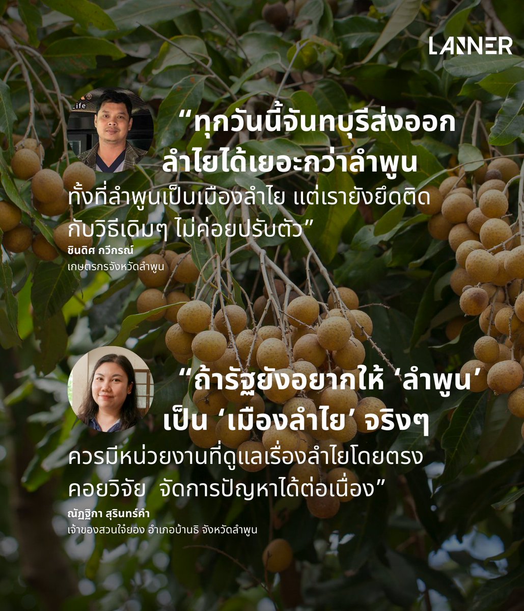 ชีวิตชาวสวนลำไย กับการดิ้นหาทางรอดใหม่ใต้อำนาจพ่อค้าคนกลาง
​
“สถานการณ์ลำไยลำพูนตอนนี้ค่อนข้างแย่ ในฤดูก็หนักอยู่แล้ว แต่นอกฤดูยิ่งหนักกว่า เพราะจีนไม่รับซื้อเยอะเหมือนเมื่อก่อน ปีนี้ยิ่งแย่เข้าไปใหญ่ เพราะวันไหว้ วันสารท และวันตรุษมาใกล้กัน