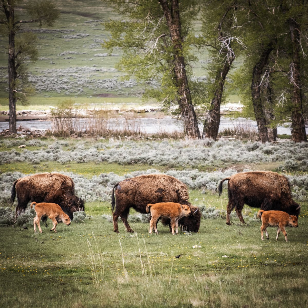 JakeLeask's tweet image. A picture I took of #Bison and their #babies at
@YellowstoneNPS
and I even managed to stay out of the #hotsprings and keep my distance. Edited by my wife @StudioLavaCustoms on
@instagram
because she is an amazing #artist