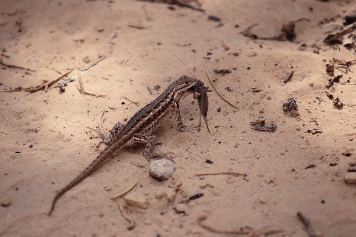 JakeLeask's tweet image. A picture I took of a #Bison at
#mesaverde @nationalpark the home to the @PuebloPeople
 Edited by my wife @StudioLavaCustoms on
@instagram
because she is an amazing #Artist 

#pueblo #people #NativeAmerican #native #photo