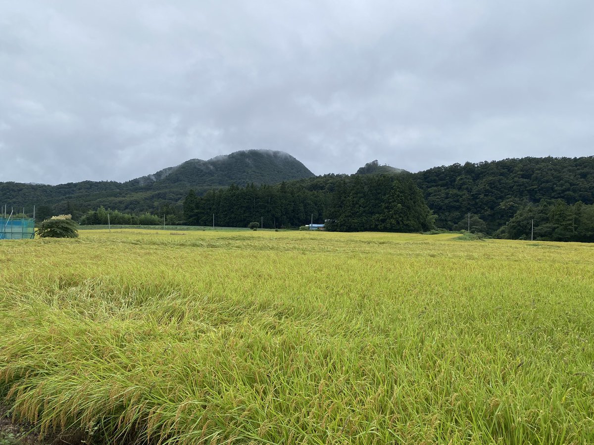 satomurameiko's tweet image. 農姫米
新米第一号🌾
#SENJO #農姫米　#五十嵐商会