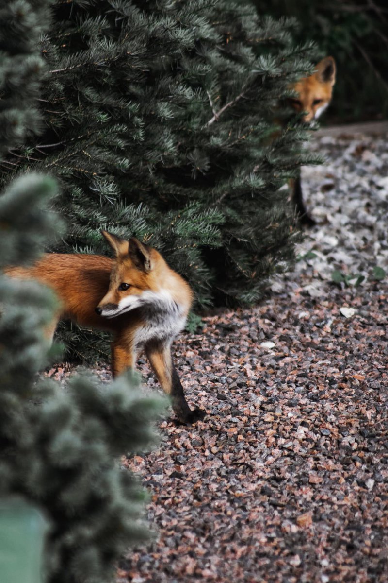 JakeLeask's tweet image. A picture I took of a #fox in my aunts backyard in 
#Denver #Colorado
. Edited by my wife @StudioLavaCustoms on
@instagram
because she is an amazing #Artist 

#wildlife @jaredpolis #NaturePhotography