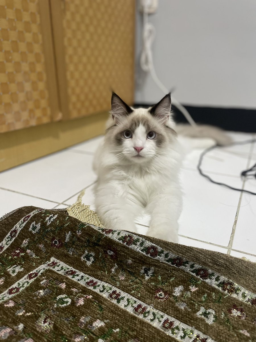 Alya Balqis tweet media