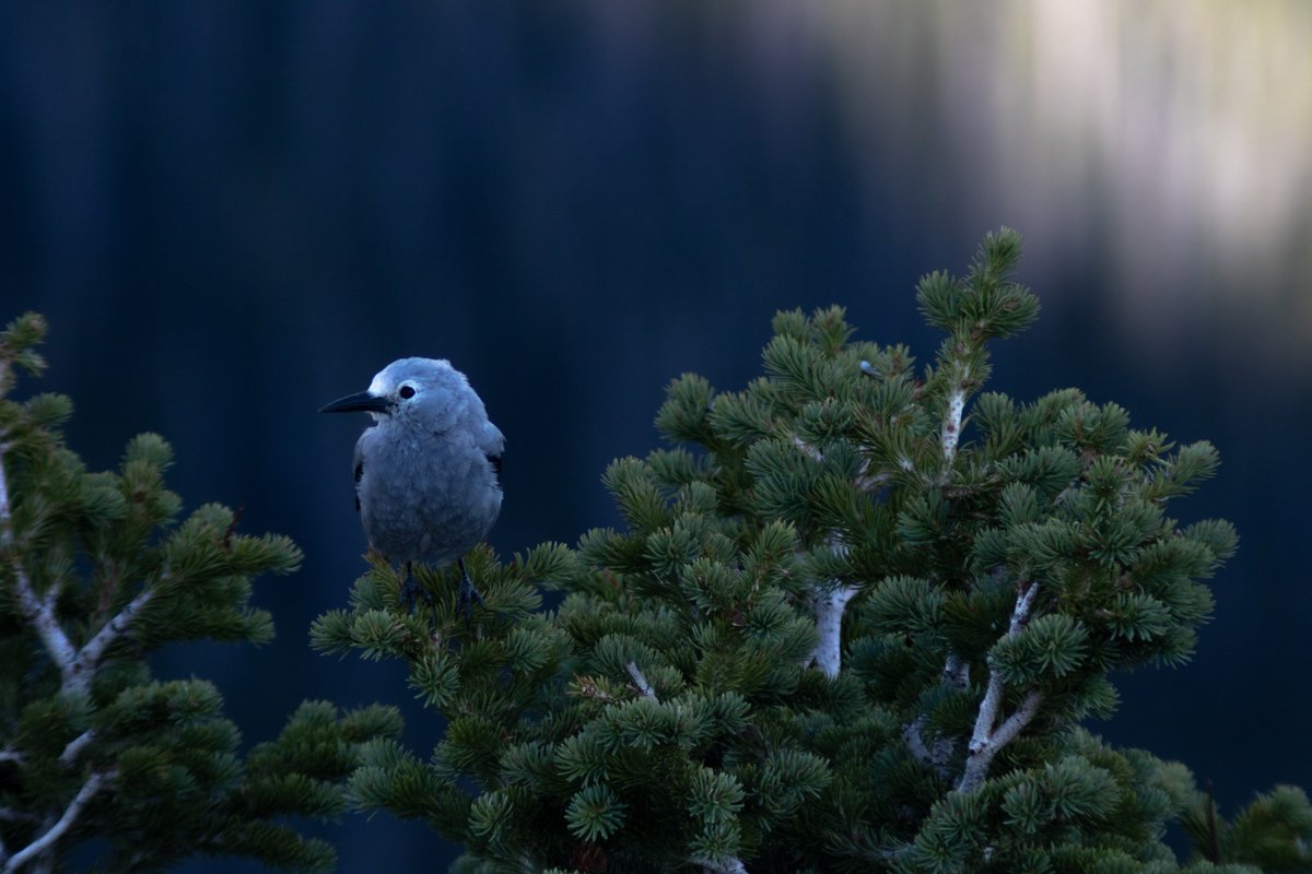 JakeLeask's tweet image. A picture I took of a stupid #blue #bird at a @nationalpark that my wife loves. Edited by my amazing #artist of a wife @StudioLavaCustoms on @Instagram .

@NatGeo can I take pictures for you? Didn't think so, dumb bird hangs on my wall because my wife thinks this is my best work.