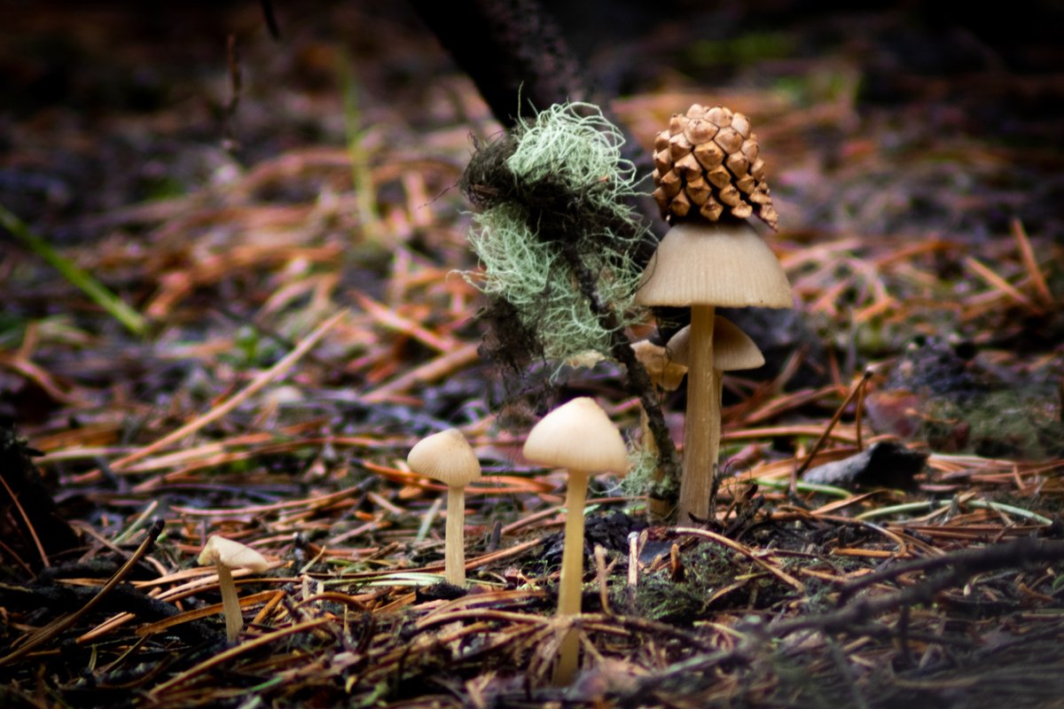 JakeLeask's tweet image. Fungolio the #Mushroom #King 

@GrandTetonNPS