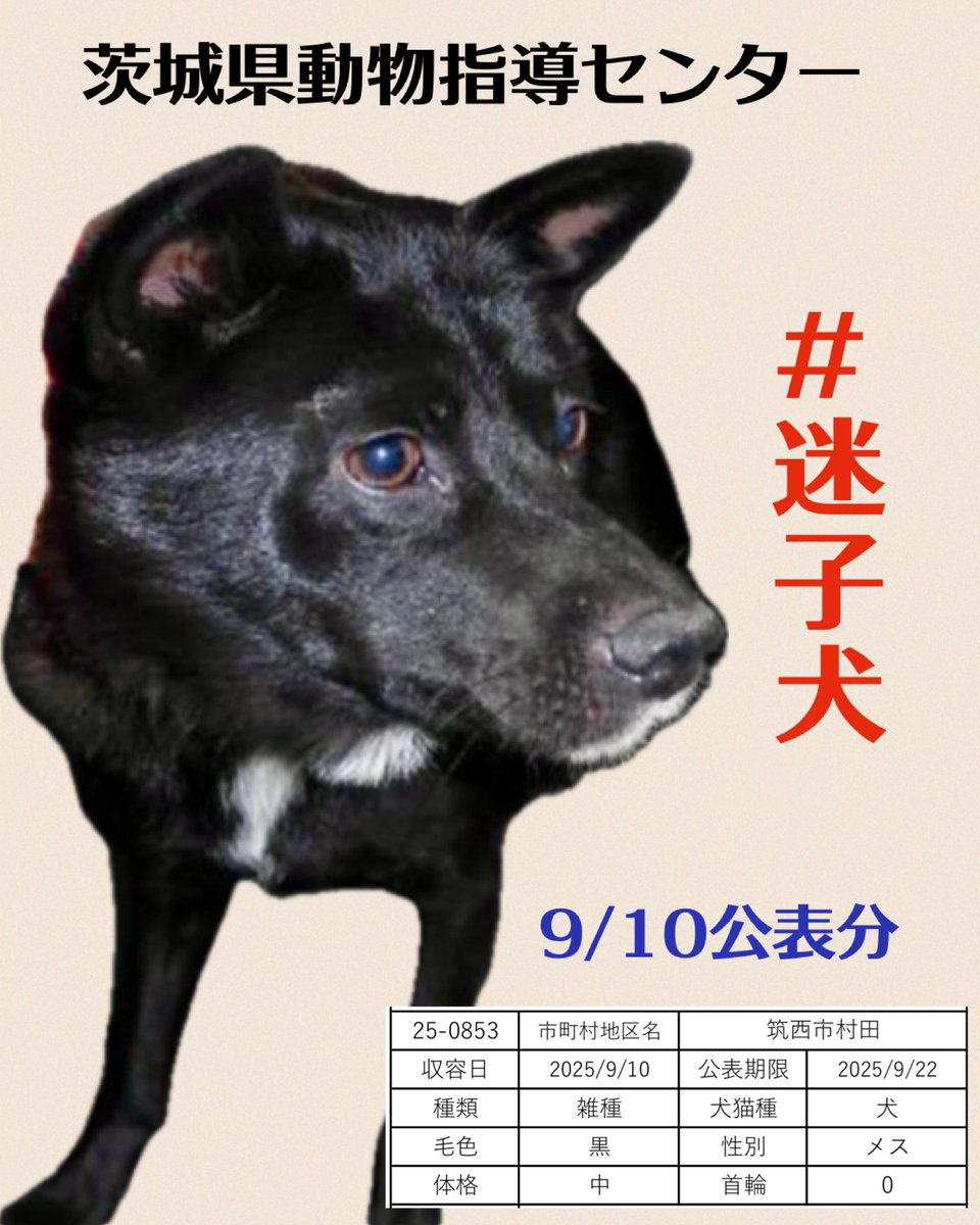 #迷子犬
筑西市村田で保護された3頭
画像から心当たりありませんか
お家に帰る協力お願いします🍀🙏🏻

🆘９/10茨城県動物指導センター 🆘
🚨公表期限9月22日
🔹筑西市村田で保護
🔹雑種.黒.メス.中型
🔹首輪無し
pref.ibaraki.jp/hokenfukushi/d…
