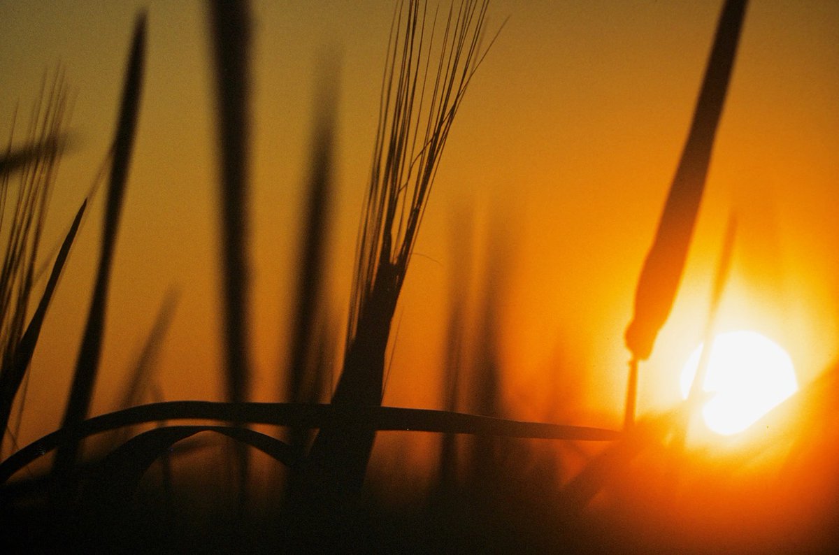 Chester L. Richards

DOWN IN THE WEEDS

#photographyeveryday #photographyart #landscapelovers #landscapephotography

Photo copyright © 2024 Chester L. Richards – All rights reserved