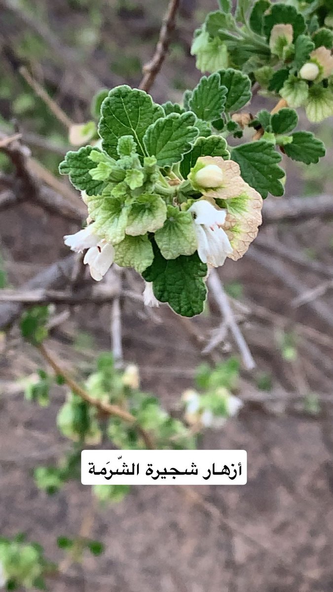 رحلات ونباتات (الطائف) (@taif2685) on Twitter photo 