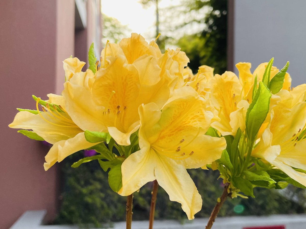 ＜第68回＞私が広島を単身赴任で離れる時には中学生だった息子も広島大学を卒業して、今はアルバイトですが、塾で高校生に数学を教えています。肢体不自由の息子がする仕事は、かなり限られて来ますが、今息子ができることを積み重ねて、息子が本当にやりたいことを見つけてくれることを願っています。