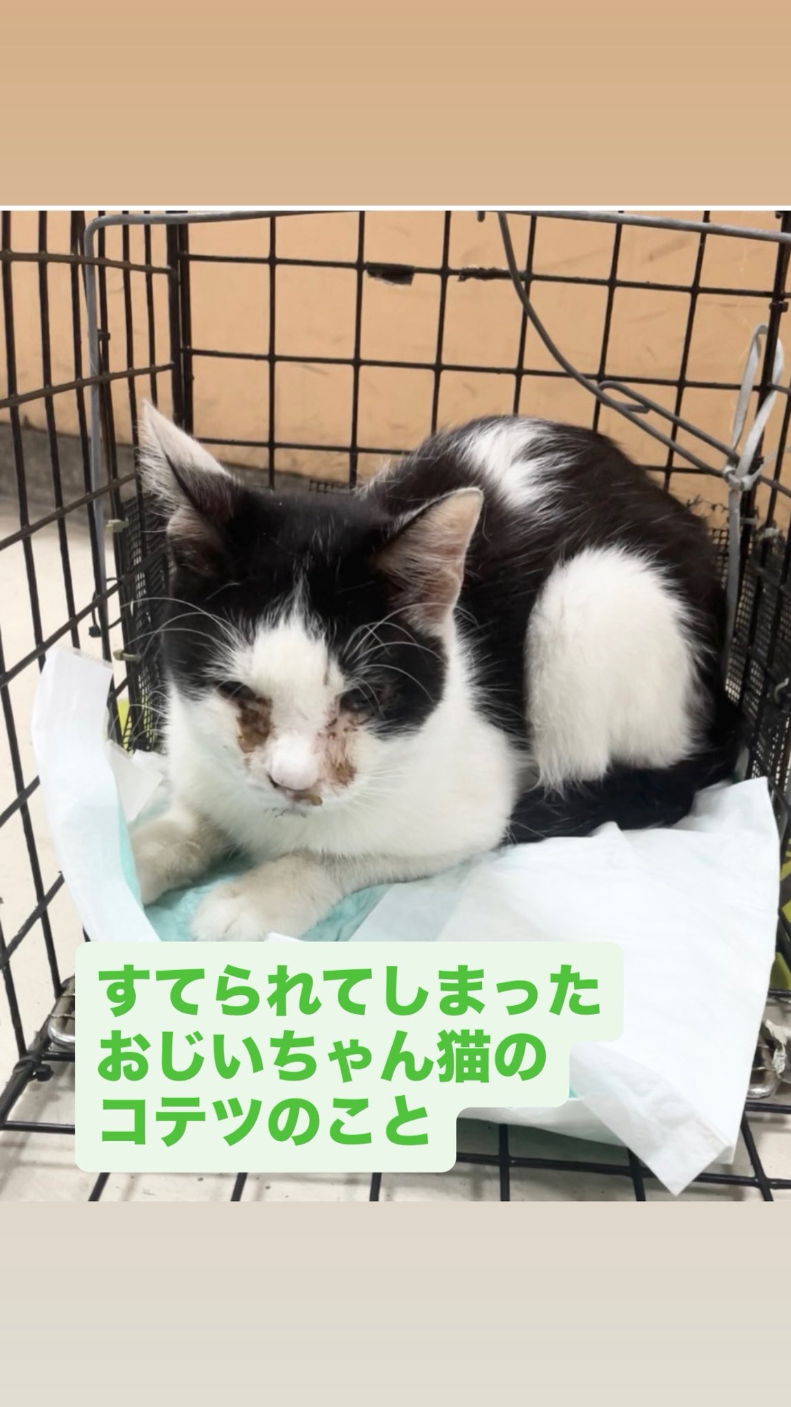 桜猫様確認ページ 段ボール NZ コムハニー (巣蜜) FINEST QUALITY - 桜猫 Sakura Cats