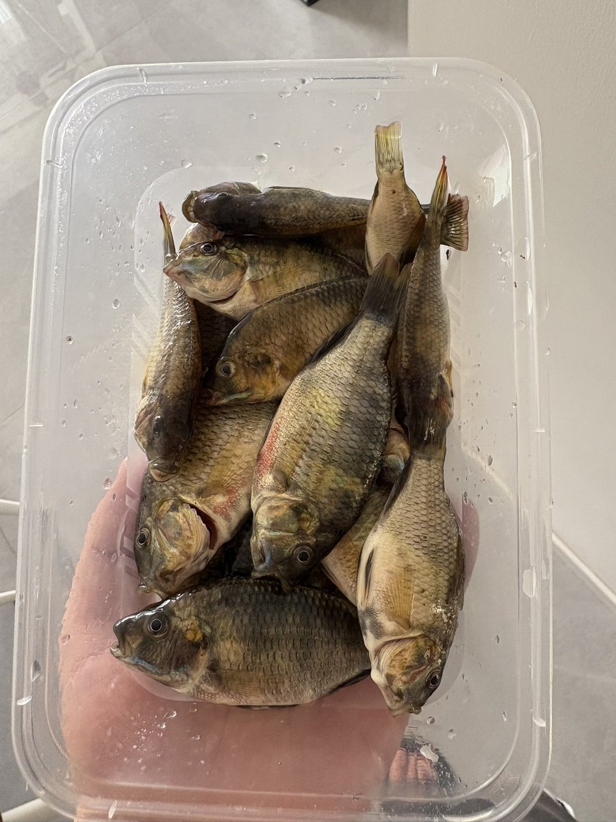 钓鱼佬和流浪猫的双向奔赴