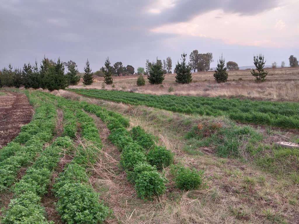 Ivanyles's tweet image. Alfalfa left; winter wheat, right. #Permaculture #Patterns