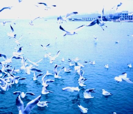 Катерина Галич tweet media