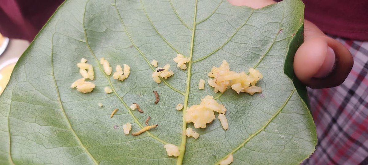 pulsenewsbreak's tweet image. ఆదిలాబాద్ జిల్లాలో విద్యార్థుల‌కు పురుగుల అన్నం

నార్నూర్ మండ‌లం కేజీబీవీ స్కూల్‌లో వెలుగు చూసిన ఘ‌ట‌న‌

ఆందోళ‌న‌కు దిగిన విద్యార్థులు

తర‌చూ అనారోగ్యం పాల‌వుతున్నామ‌ని చెబుతున్న విద్యార్థులు

#Adilabad #InsectsInFood #Telangana