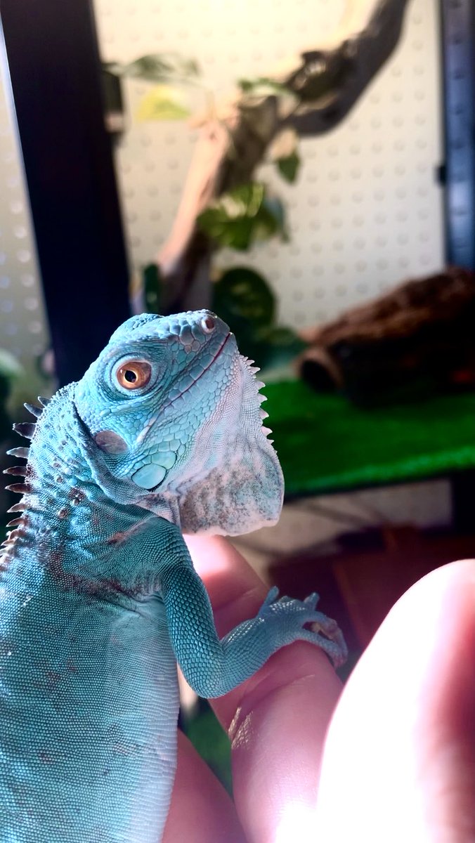 ONE PIECE / Iguana ワンピースアート/イグアナ イグアナ - Search / X