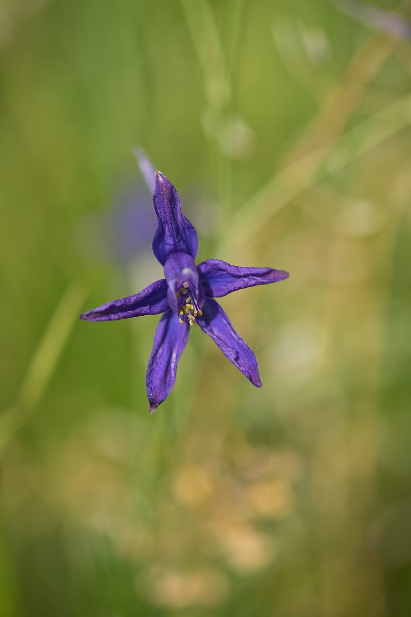 Out in the fields. Good #thursdaymorning my dear friends, I wish you all a marvellous day