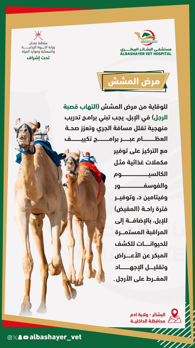المشش | من الأمراض الشائعة التي تصيب قصبة رجل الإبل.
#مستشفى_البشائر_البيطري