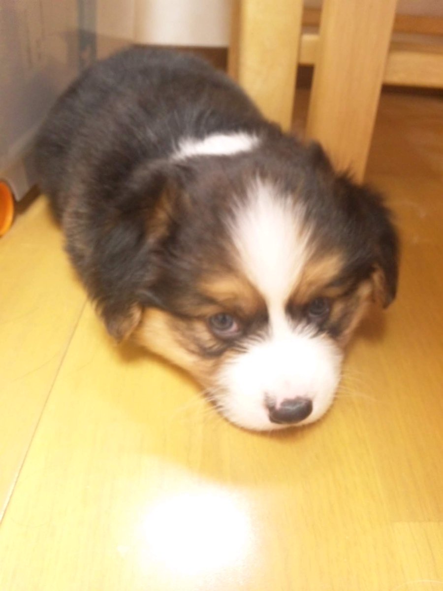 サスケ(フラッフィーコーギー) tweet media