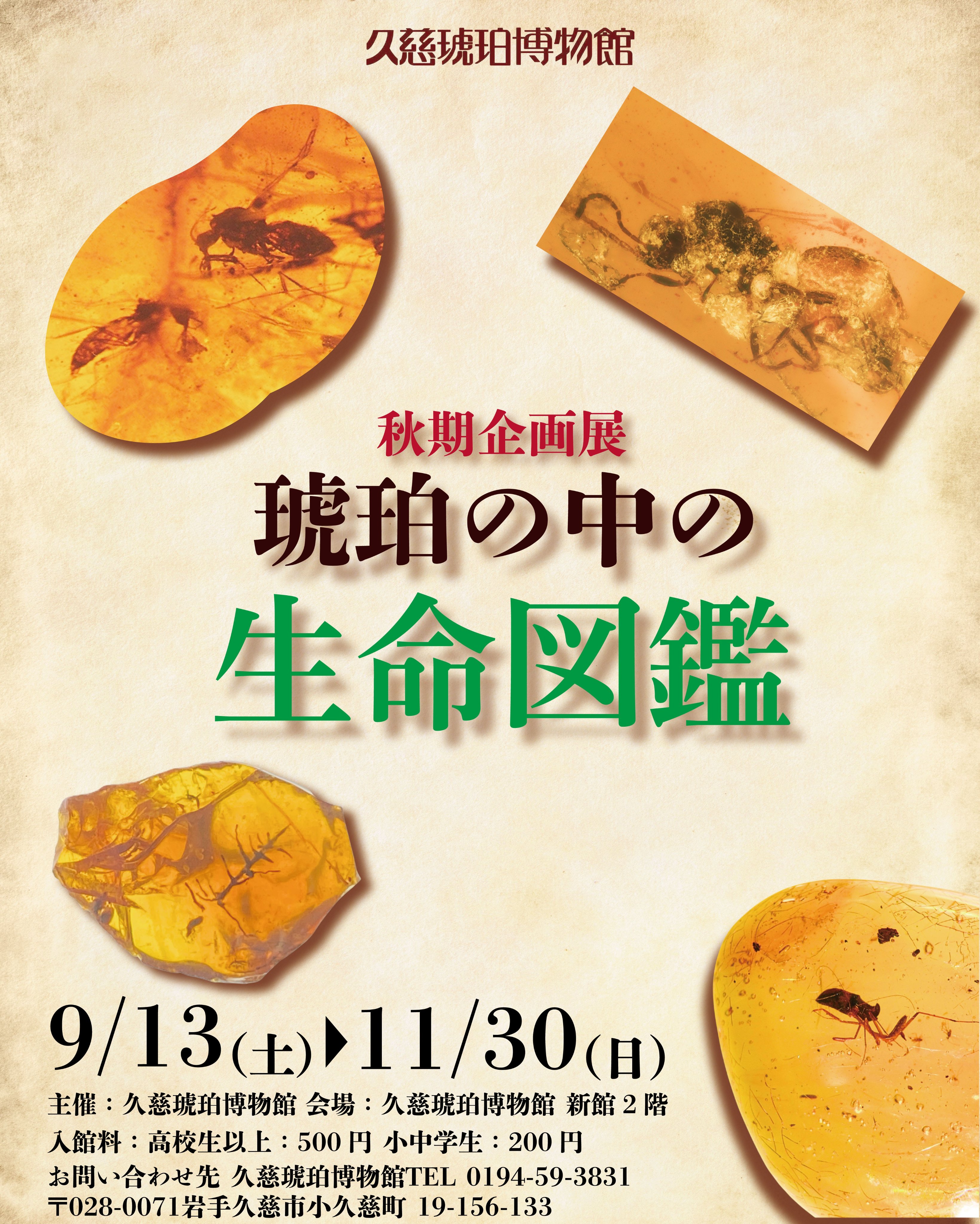 虫入り琥珀 - Search / X