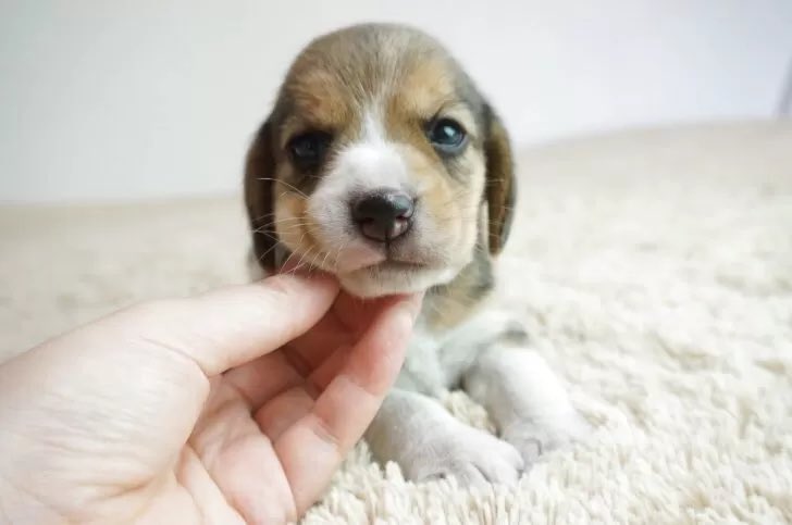 ☆びーぐる犬☆ さま専用 Amazon.co.jp: Hi-Line Gifts 14.75インチ ブラウンとホワイト