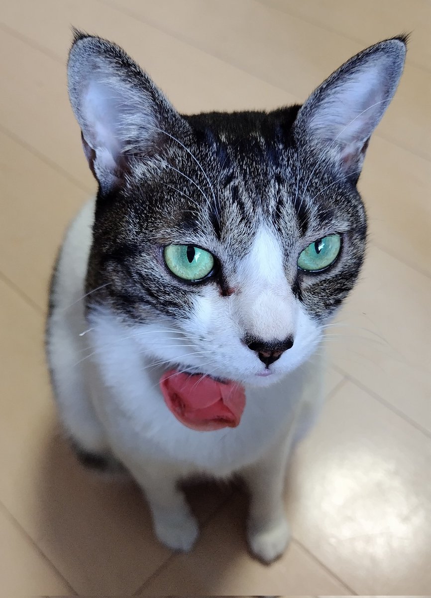 おやつ食べたい気分なんですが、もらえませんかね