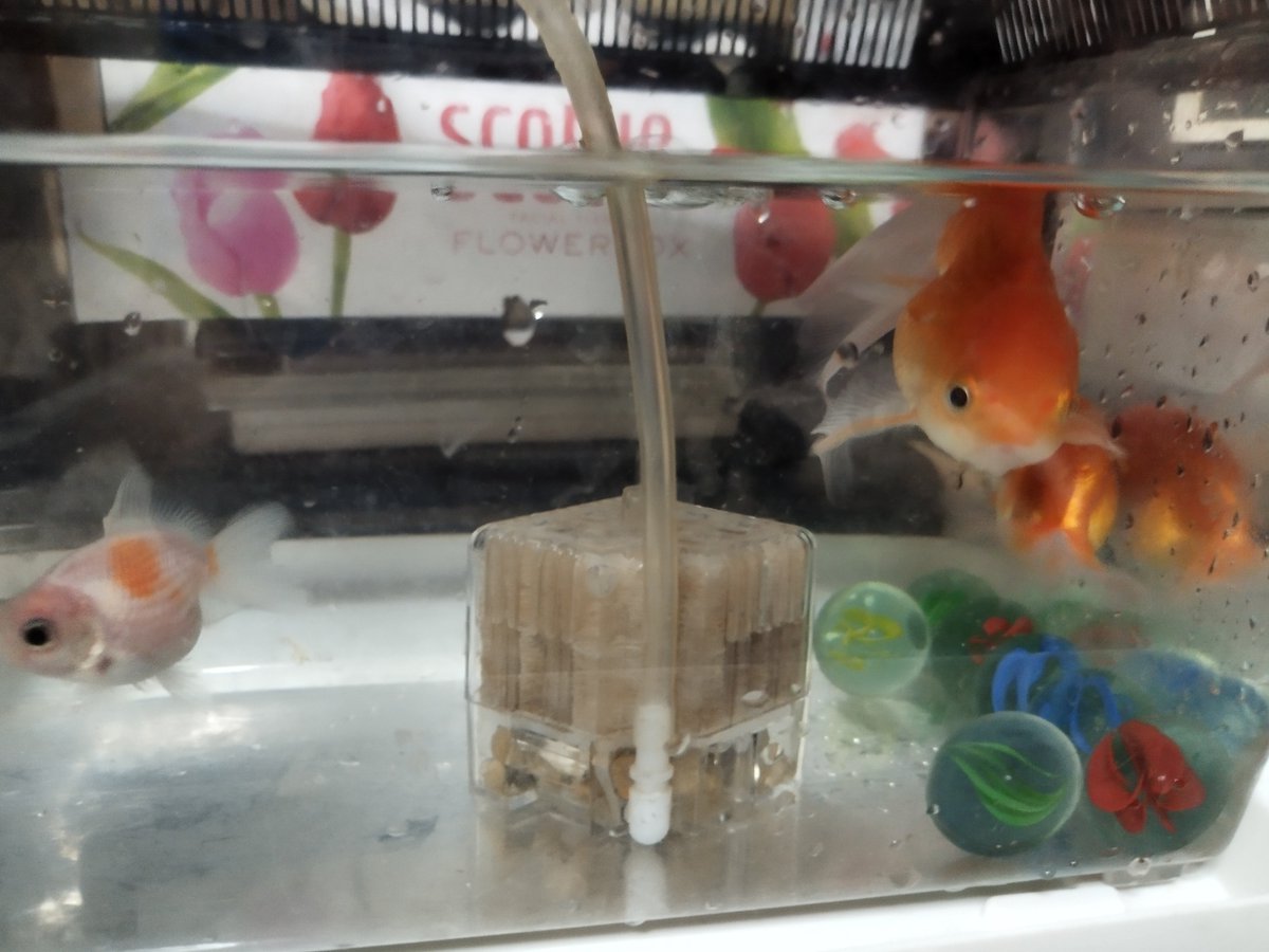 らんちゅう　ピンポンパール　オランダ