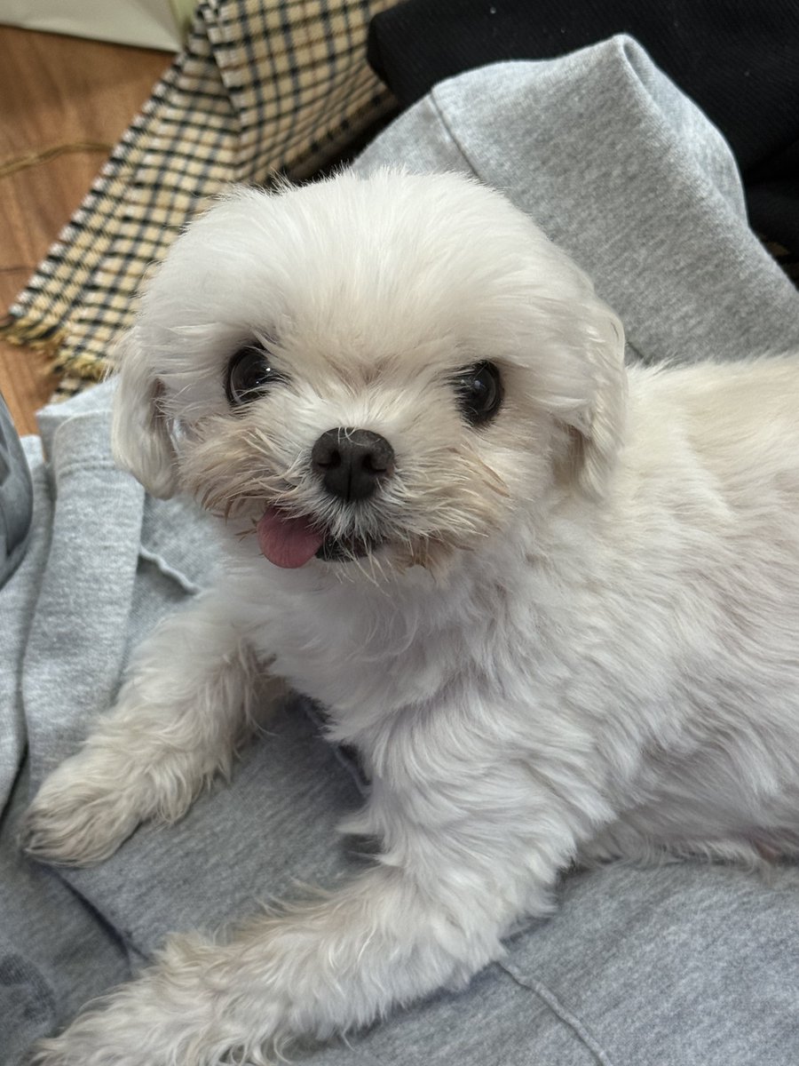 undertheturtle1's tweet photo. 우리 살구 다리 삔 것 때문에 다니던 병원 갔는데 선생님이 나이는 많은데 너무 귀엽게 생겼다고 칭찬해주심.. https://t.co/1nyuZ26nNg