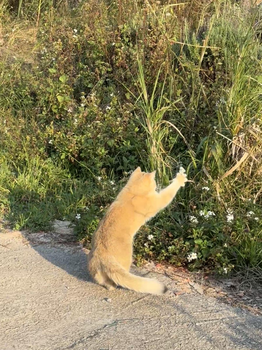こんな天気が大好きです！Spring！Spring！Spring！