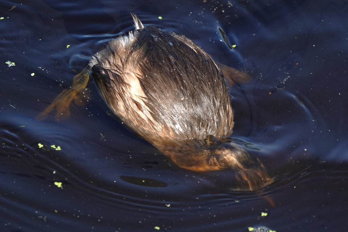 Goedemorgen met foto's van gisteren; dobberende dodaars krijgt duikles (vlonder Meerbaansblaak NP De Groote Peel)