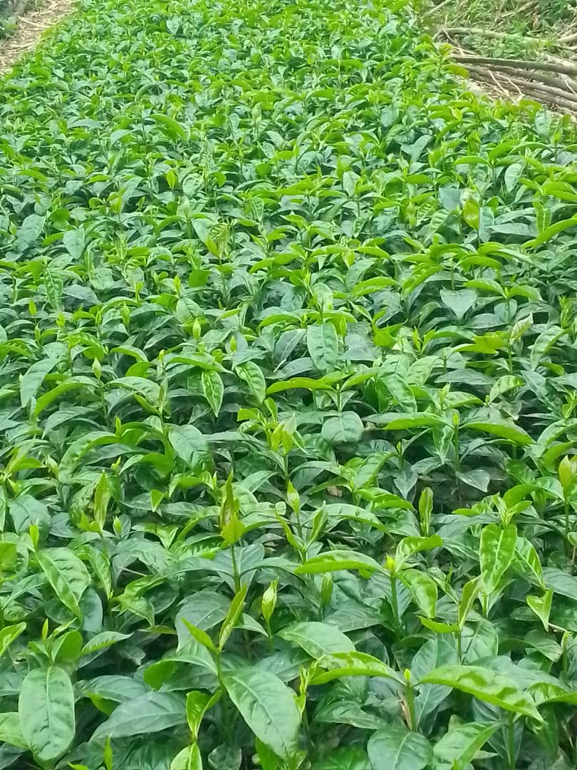 As the rainy season sets in, farmers in Kisoro District be informed that Nkuringo Highland Coffee has you covered for all your arabica coffee seeding requirements. Contact our Manager on +256768531290 for your orders as stock lasts.