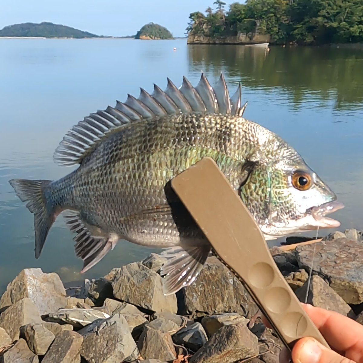 mugipapa43's tweet photo. ハゼ釣りの最中に来たスペシャルゲスト
0.8号のハリスが頑張ってくれました😓

#ハゼ釣り https://t.co/zejuKWb7T5