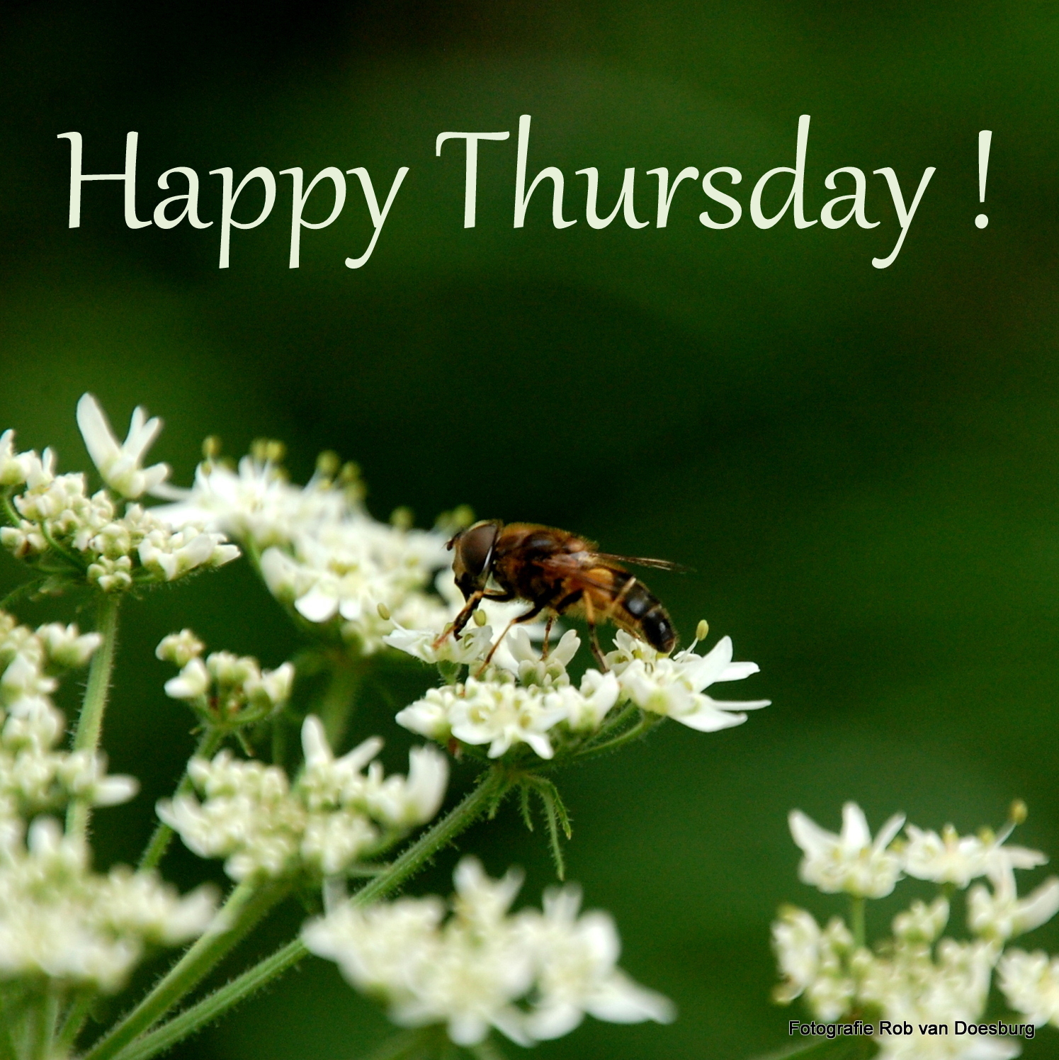 The Bee Hive -- September 2025 Edition - Page 27 - Blogs & Forums