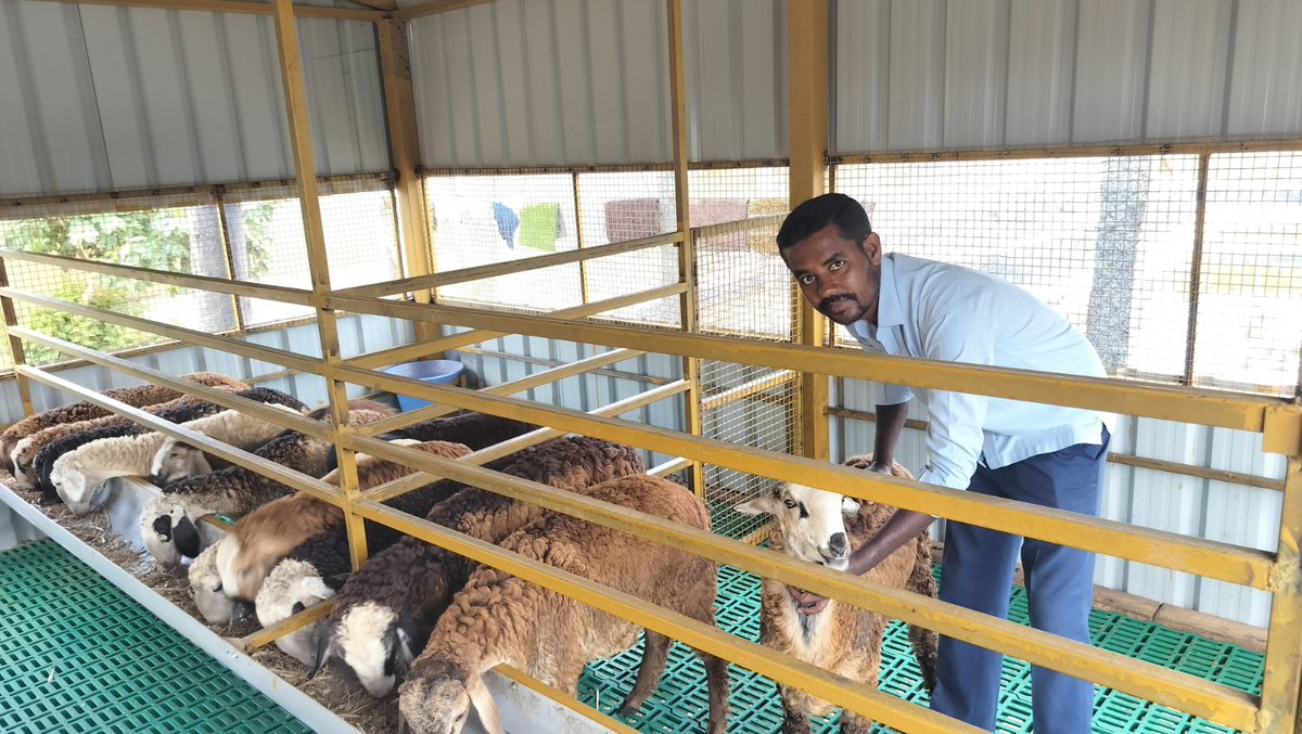 MgnregsK's tweet photo. ಬೆಂಗಳೂರು ಗ್ರಾಮಾಂತರ ಜಿಲ್ಲೆ ದೊಡ್ಡಬಳ್ಳಾಪುರ ತಾಲ್ಲೂಕಿನ ಮೇಲಿನಜೂಗಾನಹಳ್ಳಿ ಗ್ರಾಮ ಪಂಚಾಯಿತಿ ವ್ಯಾಪ್ತಿಯ ತುರುವನಹಳ್ಳಿ ಗ್ರಾಮದ ಅಂಬರೀಶ್ ನರೇಗಾ ಯೋಜನೆಯಡಿ ರೂ. 70,000/- ಆರ್ಥಿಕ ನೆರವು ಪಡೆದು ಸುಸಜ್ಜಿತ ಕುರಿ ಶೆಡ್ ನಿರ್ಮಿಸಿಕೊಂಡು ಉತ್ತಮ ಆದಾಯ ಪಡೆಯುತ್ತಿದ್ದಾರೆ.

#MGNREGA #ruraldevelopment #farmers #sheepfarming https://t.co/jSzT19bh40