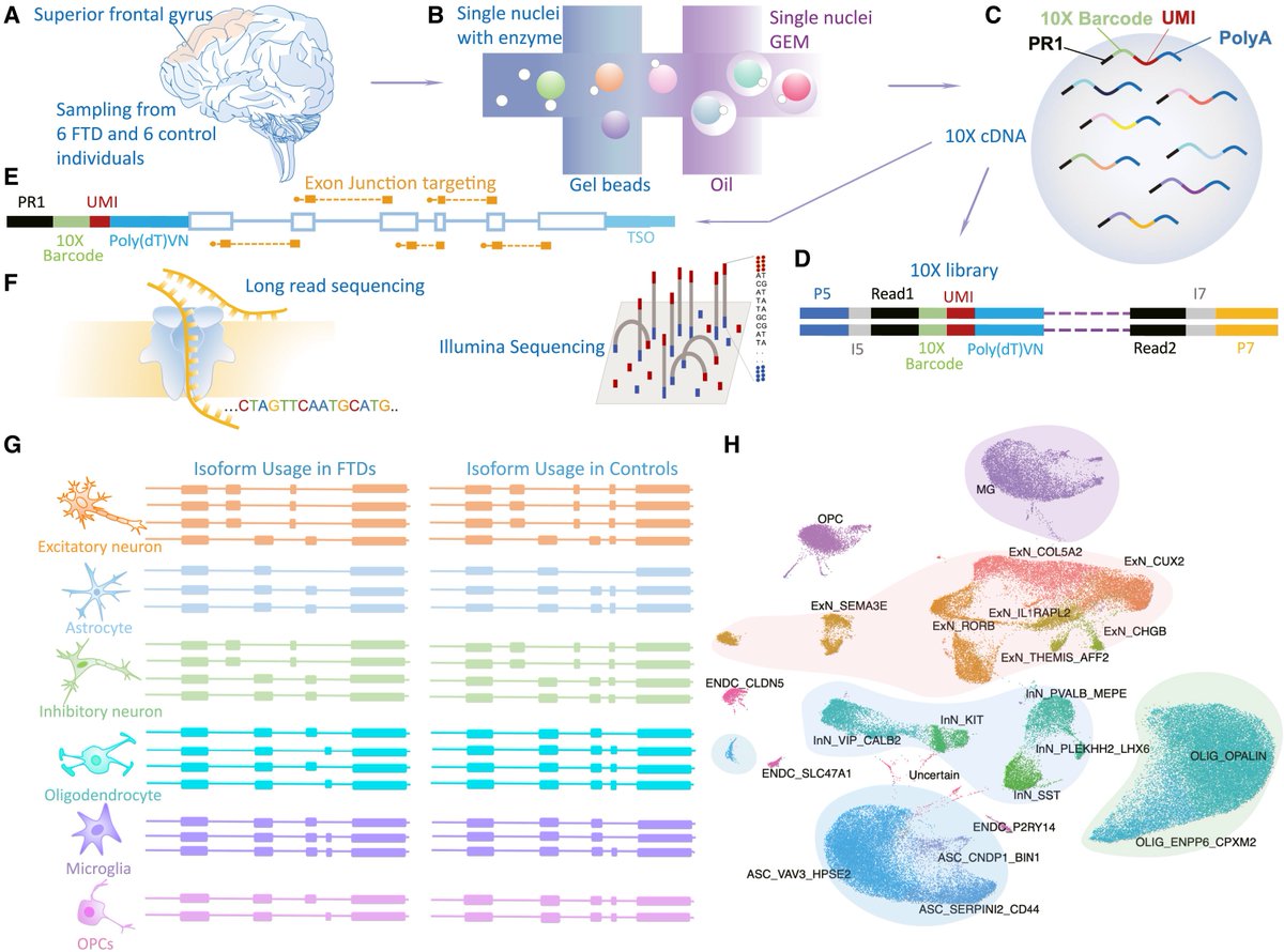 benagen3571's tweet image. A single-cell, long-read, isoform-resolved case-control study of FTD reveals cell-type-specific and broad splicing dysregulation in human brain. #nanopore #scRNA-seq #isoform doi.org/10.1016/j.celr…